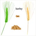 Isolated image of barley grains.